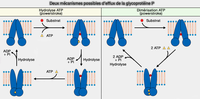 Deux mécanismes possibles d’efflux de la glycoprotéine P 