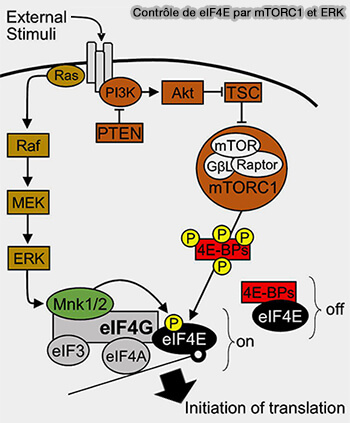 PI3K et conversion PIP2/PIP3