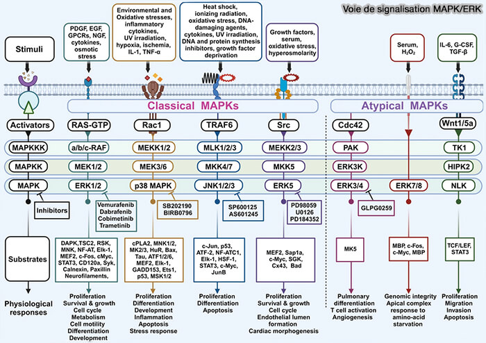 Modèle résumant le cycle d'amorçage de FEME dans les cellules au repos