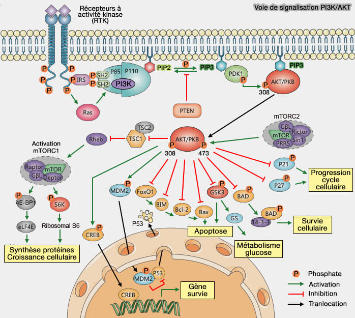 Phosphoinositides et kinases