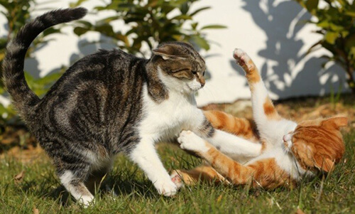 Combat de chats : posture offensive et défensive