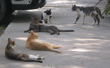 Postures de chats