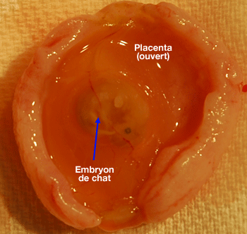 Embryon de chat dans son placenta