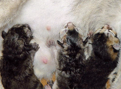 Chatons tétant leur mamelle spécifique