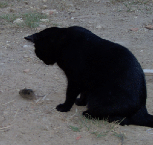 Chat chassant une souris