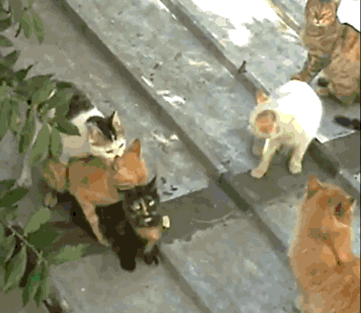 Attroupement de chats autour d'une femelle en chaleurs