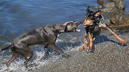 Combat entre chiens
