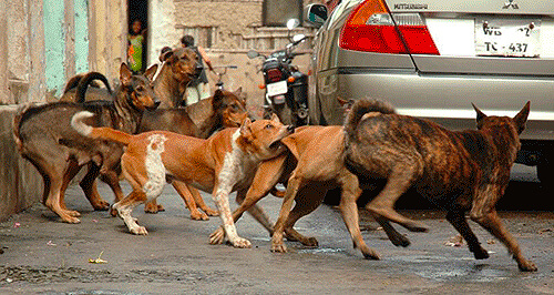 Combat de chiens de rue