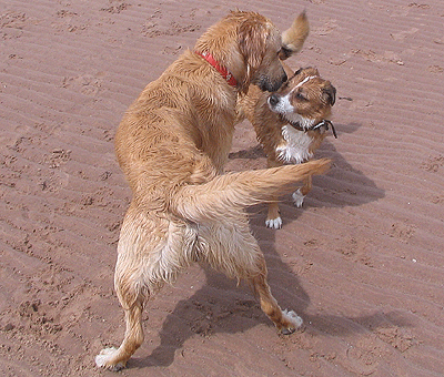 Postures lors de rencontres entre chiens