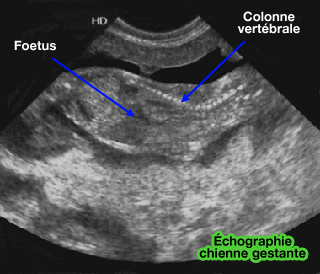 Échographie d'un foetus de chiot