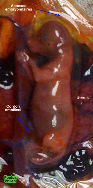 Foetus de chien et son placenta