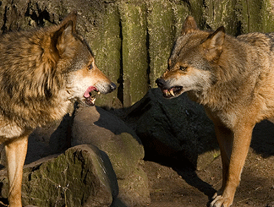 Agression entre loups