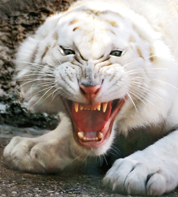 Menace d'un tigre albinos
