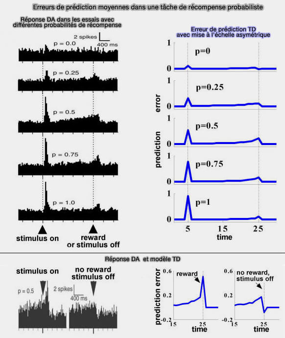 Changement de décharge dans un neurone dopaminergique et algorithme