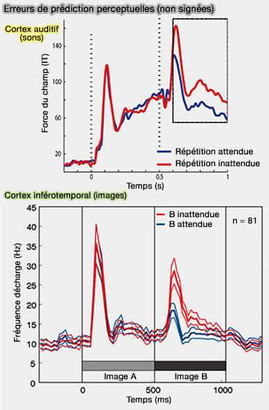 Erreurs de prédiction perceptuelles