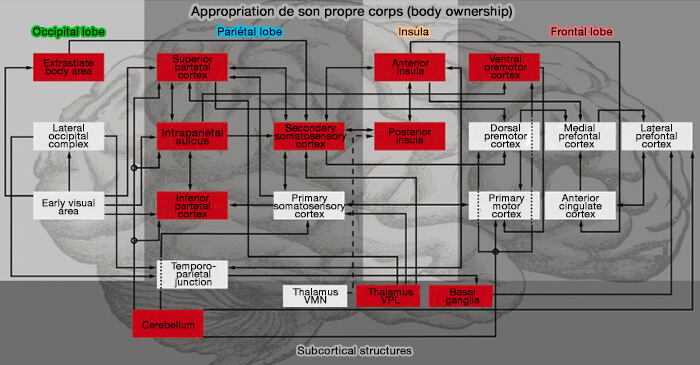 Appropriation de son propre corps (body ownership)