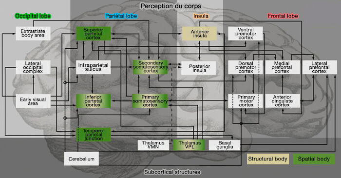 Perception du corps