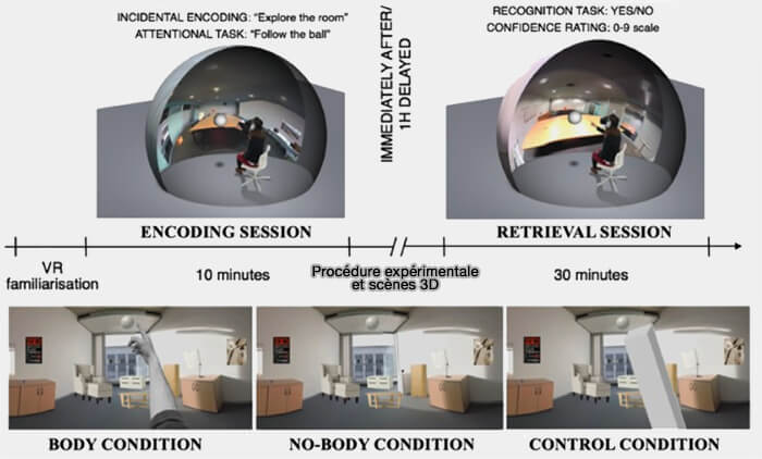 Procédure expérimentale et scènes 3D