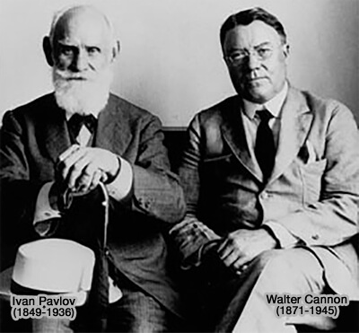 Yvan Pavlov et Walter Cannon