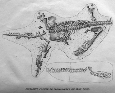 Plésiosaure de Cuvier