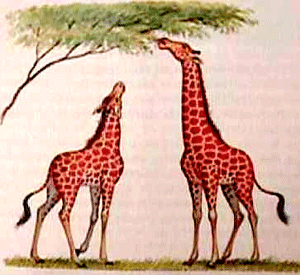 Girafes de Lamarck