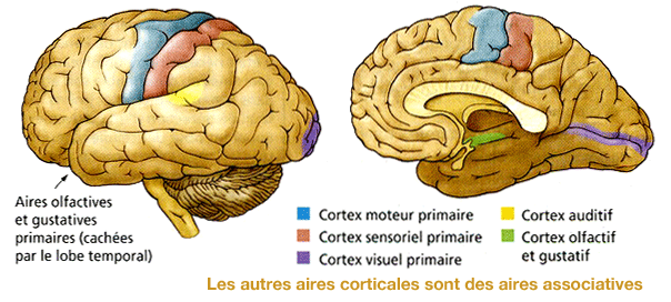 Bases Neurobiologiques G n rales De La M moire Aires Corticales Bases Neurobiologiques G n rales De La M moire Aires Corticales
