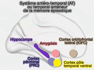 Système antéro-temporal (PM) de la mémoire épisodique