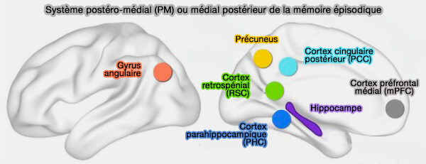 Système postéro-médial (PM) de la mémoire épisodique