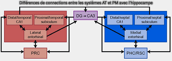 Différences de connections entre les systèmes AT et PM avec l’hippocampe