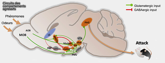 Circuits simplifiés des comportements agressifs