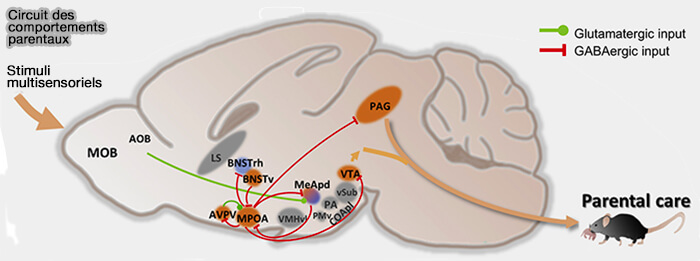 Circuits simplifiés des comportements parentaux