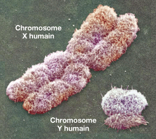 Chromosomes sexuels XY