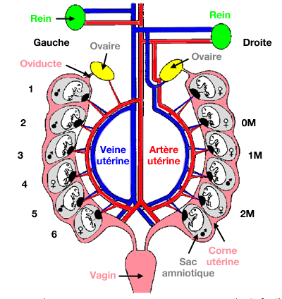 Position intrautérine des foetus