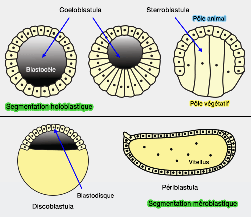 Différents types de blastula
