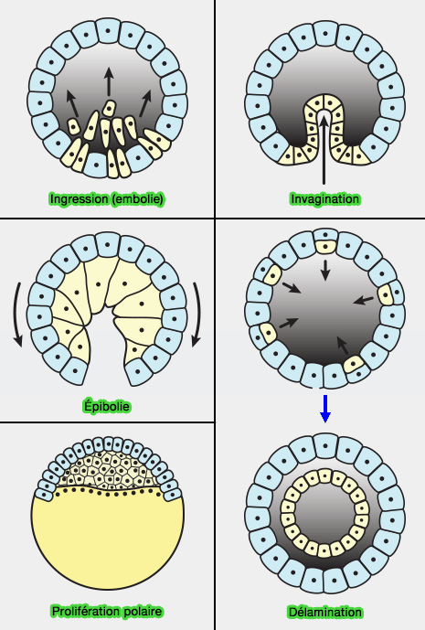 Types de gastrulations