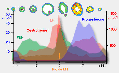 Taux de FSH et LH, d'oestrogènes et de progestérone lors du cycle ovarien chez la femme