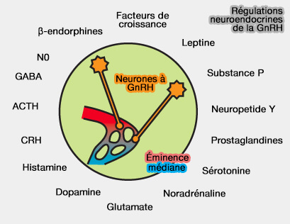 Régulations neuroendocrines de la sécrétion de GnRH