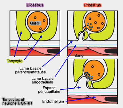 Régulation de la sécrétion de GnRH par les tanycytes
