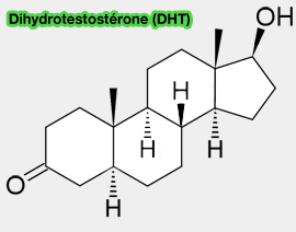Dihydrotestostérone (DHT)