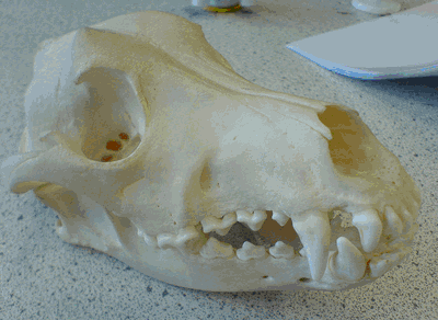 Crâne de chien