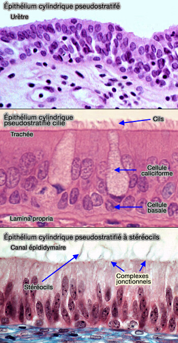 Épithéliums cylindriques pseudostratifiés