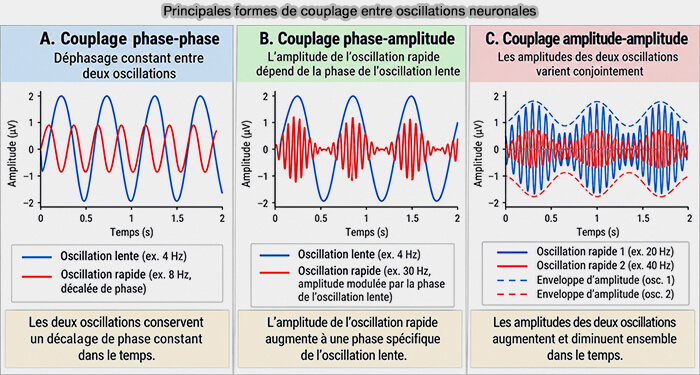 Principales formes de couplage entre oscillations neuronales