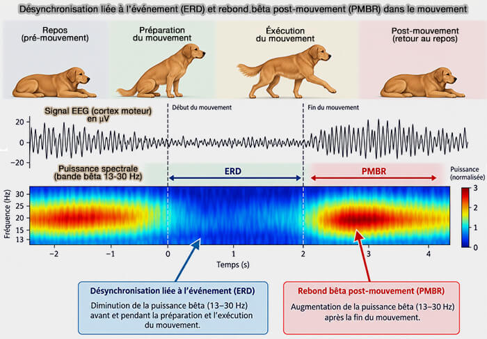 Désynchronisation liée à l’événement (ERD) et rebond bêta post-mouvement (PMBR)
dans le mouvementselon les circuits neuronaux et les états physiologiques