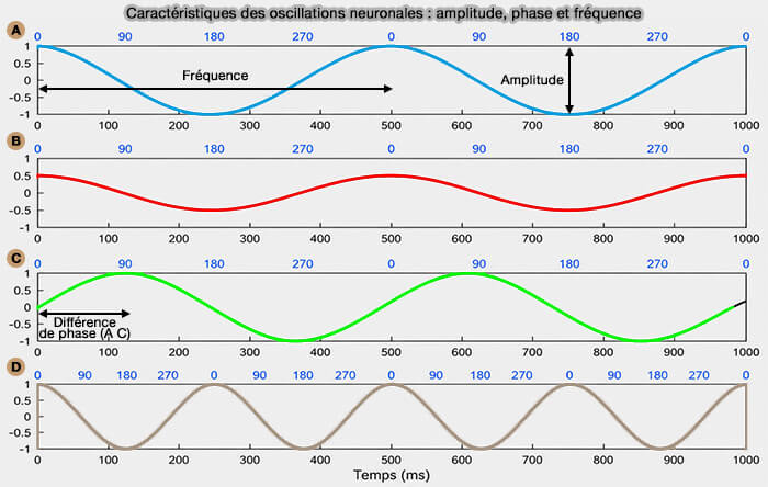 Caractéristiques des oscillations neuronales : amplitude, phase et fréquence