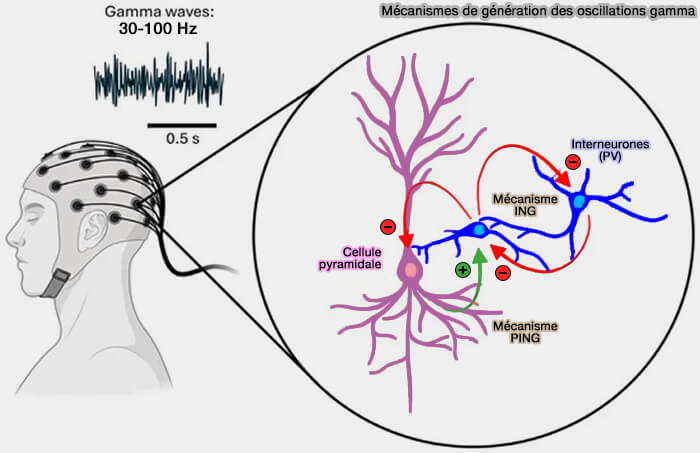 Mécanismes PING et ING de génération des oscillations gamma