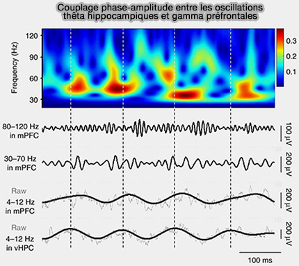 Couplage phase-amplitude entre les oscillations
thêta hippocampiques et gamma préfrontales