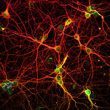 Neurones corticaux de souris