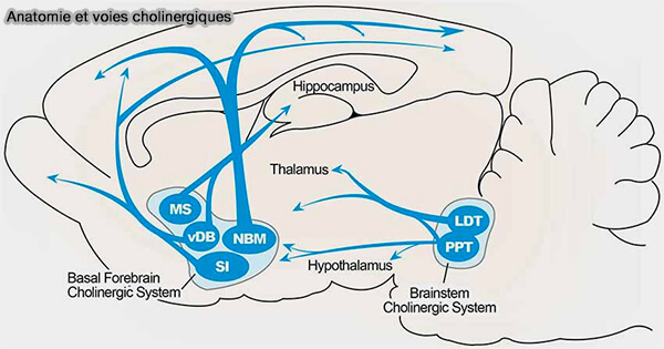 Anatomie et voies cholinergiques