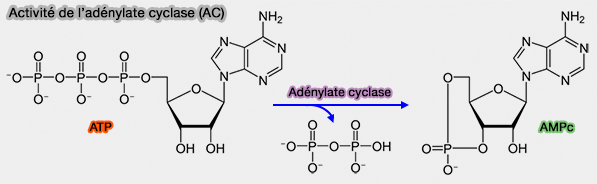 Activité de l'adénylate cyclase (AC)