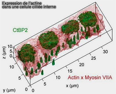 Transport des vésicules